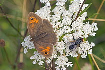 Meadow Brown butterfly {Maniola jurtina} perching on Cow parsley flower with fly, Wiltshire, England, UK.