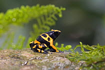Orange banded poison frog / Bumble bee frog {Dendrobates leucomelas} profile.