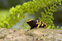Orange banded poison frog / Bumble bee frog {Dendrobates leucomelas}