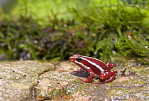 Poison arrow frog {Dendrobates tricolour} Captive, native to the rainforests of Ecuador.