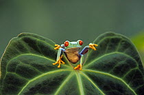 Red eye tree frog {Agalychnis callidryas} resting on leaf, Captive