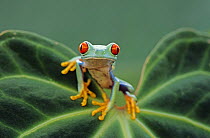 Red eyed tree frog {Agalychnis callidryas} perching on leaf, Captive.
