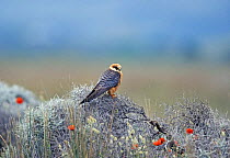 Female Red footed falcon {Falco vespertinus} Lesbos, Greece