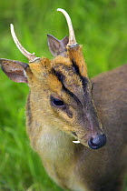 Reeve's / Chinese Muntjac {Muntiacus reevesi} buck, close-up of head, captive, Surrey, England.