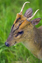 Reeve's / Chinese Muntjac {Muntiacus reevesi} buck, close-up of head, captive, Surrey, UK.