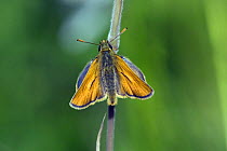 Small skipper butterfly {Thymelicus sylvestris} Wiltshire, England.