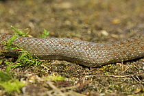 Smooth Snake {Coronella austriaca} close-up of skin, Dorset, England.