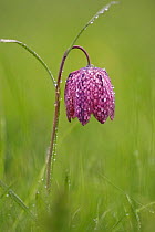 Snake's head fritillary {Fritillaria meleagris} with morning dew, North Meadow, Cricklade, Wiltshire, National Nature Reserve, UK.