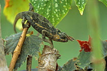 Two-horned Chameleon {Bradypodian tavetanum} Captive