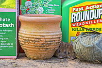 Wood mouse {Apodemus sylvaticus} pair next to garden pot with chemicals, captive, Wiltshire, England.