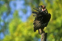 Red headed vulture (Sarcogyps calvus) perched, preening feathers, Keoladeo Ghana / Bharatpur NP, Rajasthan, India