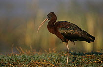 Portrait of Glossy ibis (Plegadis falcinellus), Keoladeo Ghana NP, Bharatpur, Rajasthan, India
