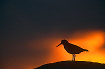 RF- Silhouette of Oystercatcher (Haematopus ostralegus) on rock at sunset. Scotland, UK. (This image may be licensed either as rights managed or royalty free.)