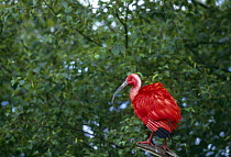 Scarlet ibis (Eudocimus ruber) standing on branch, South America