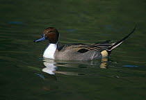 Pintail duck (Anas acuta) male on water, UK