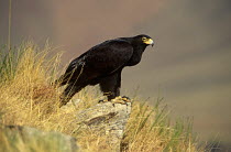 Verreaux's / Black eagle (Aquila verreauxii) standing on rock, Giants Castle Game Reserve, South Africa