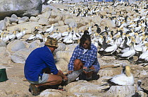 Scientists ringing Cape gannets (Morus capensis) fledglings at colony, Malagas Island, South Africa