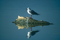 Grey headed gull (Chroicocephalus cirrocephalus) standing on log in water, Lake Nakuru NP, Kenya