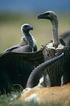 White backed vultures (Gyps africanus) at Kob carcass, Rwindi Plain, Democratic Republic of Congo