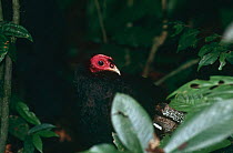 Black guineafowl (Agelastes niger) in forest, Epulu Ituri Rainforest Reserve, Democratic Republic of Congo