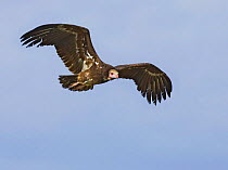 White headed vulture, male flying {Trigonoceps occipitalis} Etosha NP, Namibia