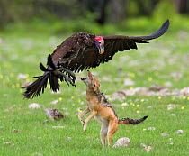 Lappet faced vulture {Torgos tracheliotus} being attacked by an aggresive Black backed jackal {Canis mesomelas} Etosha NP, Namibia