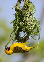 African masked weaver {Ploceus velatus} male in early stage of building nest, Etosha NP, Namibia