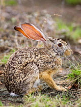 Scrub hare {Lepus saxatilis} Etosha NP, Namibia
