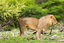 African lion {Pantera leo} scent marking by spraying urine on tree, Etosha NP, Namibia