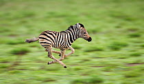 RF- Common zebra foal running (Equus quagga). Etosha National Park, Namibia. Digitally enhanced. (This image may be licensed either as rights managed or royalty free.)