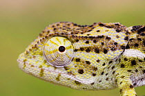 Flap necked chameleon {Chamaeleo dilepis} portrait, Etosha NP, Namibia
