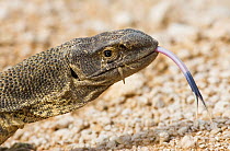 RF- Southern savanna / Rock monitor lizard (Varanus albigularis) showing forked tongue. Etosha National Park, Namibia. (This image may be licensed either as rights managed or royalty free.)