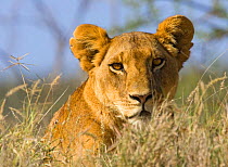 African lion {Panthera leo} female portrait,  Laikipia, Kenya