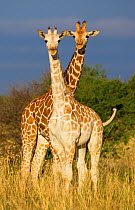 RF- Reticulated giraffe (Giraffa cameloparalis reticulata) juveniles showing colour variation. Laikipia, Kenya. (This image may be licensed either as rights managed or royalty free.)