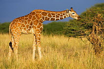 Reticulated giraffe {Giraffa cameloparalis reticulata} feeding on bush, Laikipia, Kenya