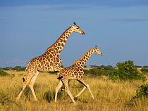 Reticulated giraffe {Giraffa cameloparalis reticulata} mother and young running, Laikipia, Kenya