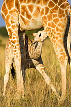 Reticulated giraffe {Giraffa cameloparalis reticulata} suckling young, Laikipia, Kenya