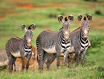 RF- Three Grevy's zebra (Equus grevyi). Laikipia, Kenya. Endangered species. (This image may be licensed either as rights managed or royalty free.)