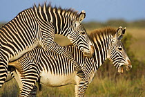 Grevy's zebra {Equus grevyi} mating, Laikipia, Kenya.