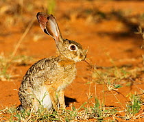 Scrub hare {Lepus saxatilis} eating grass, Laikipia, Kenya.