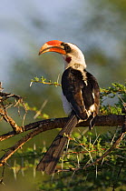 Rear view of Von der Deckens hornbill {Tockus deckeni} male, Laikipia, Kenya.