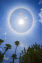 Circle round the Sun, optical effect of high level ice crystals, around midday, Chobe NP, Botswana.