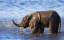 RF- Young African elephant in water (Loxodonta africana). Chobe National Park, Botswana. Endangered species. (This image may be licensed either as rights managed or royalty free.)
