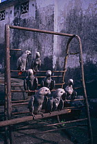 Captive African grey parrot (Psittacus erithacus) fledglings destined for wildlife trade, Goma town, Democratic Republic of Congo