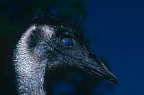Emu (Dromaius novaehollandiae) showing nictitating membrane response, UK, captive