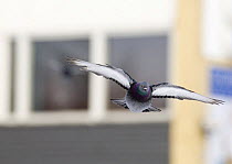 Feral pigeon {Columba livia domestica} in flight, with building in background, London, UK.