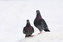 Feral pigeons {Columba livia domestica} standing in snow, London, UK.
