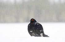 Black Cock / Grouse {Tetrao tetrix} resting in snow.