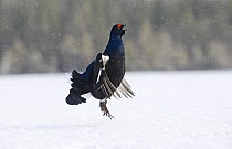 Black Cock / Grouse {Tetrao tetrix} jumping in snow, displaying lekking behaviour. Finland