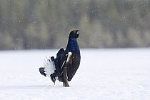 Black Cock / Grouse {Tetrao tetrix} displaying lekking behaviour, in snow. Finland
